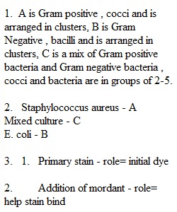Group Activity - Gram Stain